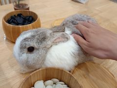 -楼上猫咖(罗湖店)