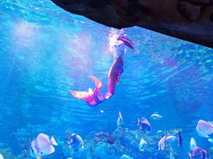 -芜湖新华联大白鲸海洋公园