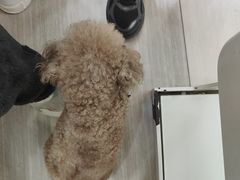 -全心全意连锁动物医院·微创中心·内科急重症·心脏专科(丰管路店)