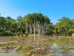-中国科学院西双版纳热带植物园