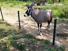 -大连森林动物园