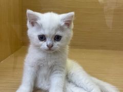 -袖虎猫馆(十亩地店)