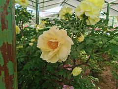 -洛阳市隋唐城遗址植物园