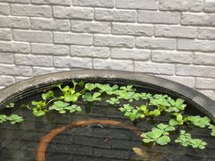 -813芭依珊 BAESAn(皇冠十畝地店)