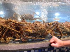 阿拉斯加长脚蟹-顺德了能馆(虎门店)