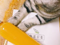 芒果汁-执茶识麦(万达华府店)