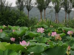 -卧龙湖