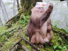 -峨眉山风景名胜区