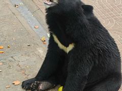 -西霞口神雕山野生动物世界