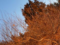 -北京西山国家森林公园