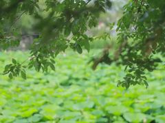 -莲湖公园