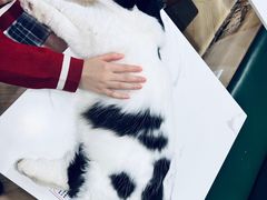 -Let's go狗咖·猫咖·奶狗·桌游(春熙路IFS店)