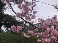 -南山植物园