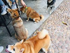 -柴犬高等学院·狗咖·柴犬售卖·宠物训练