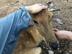 -清迈夜间动物园