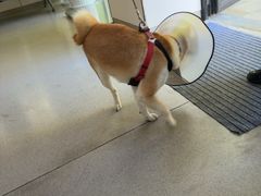 -凯瑞希宠物医院·狂犬免疫·微创·皮肤科