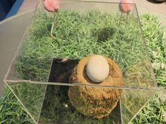 -东寨港红树林旅游区