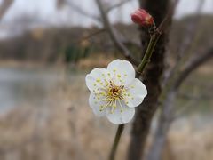 -顾村公园