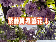 -嘉定紫藤园