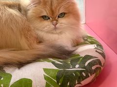 -青奢宠物·青奢猫舍