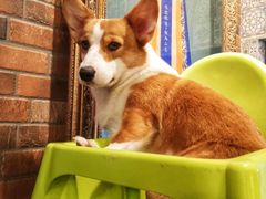 -more than meow吴止猫主题餐厅(承德 中船汇店)