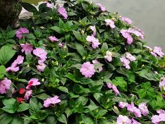 -深圳仙湖植物园
