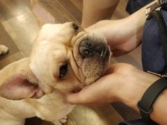 -柯斗斗主题餐厅·狗咖·围炉煮茶·茶饮(国瑞升平里店)