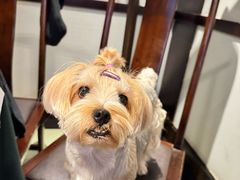 -皇城老妈火锅(琴台店)