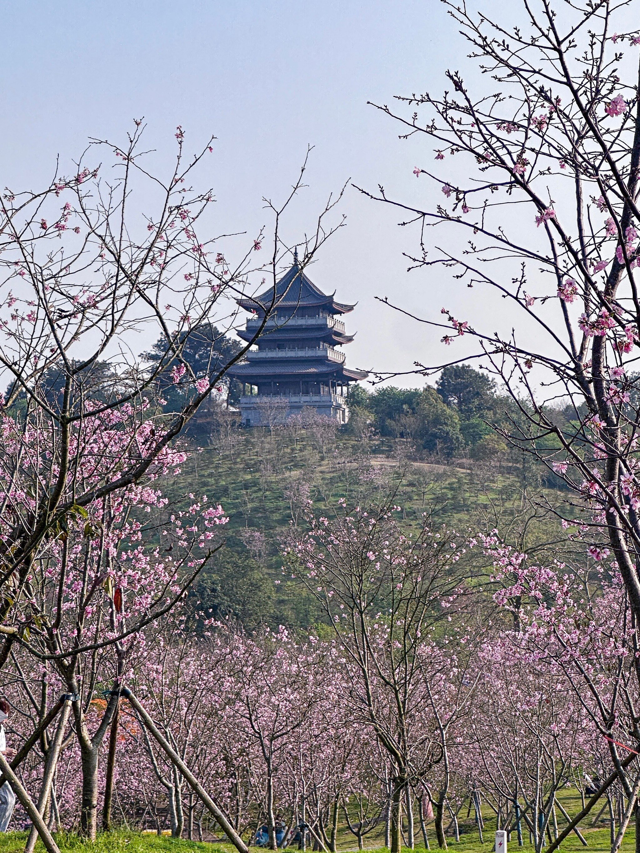 青秀山桃花岛图片图片