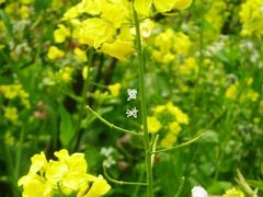 -南汇桃花村