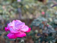 -人民公园(罗湖区)