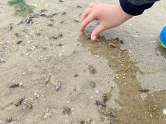 -红树林天天赶海