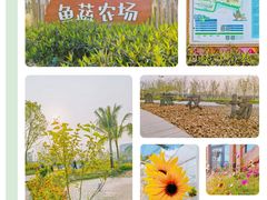 -江门古劳水乡旅游区