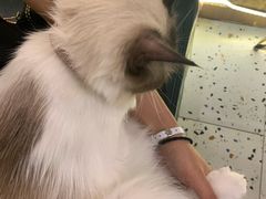 -喵喵咪呀布偶猫咖(春熙路店)