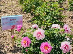 -曹州牡丹园