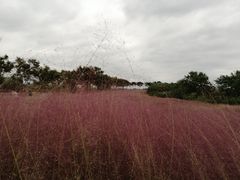 -洪湖湿地生态园