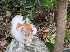 -谷咖啡·鲜花绿植花园餐厅