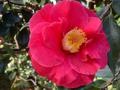 -墨尔本皇家植物园