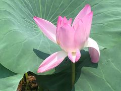 -洪湖生态旅游区