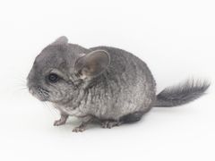 -龙猫仔乐园(惠福东路店)