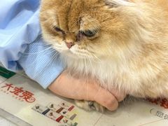 -四月宠物医院·猫专科·心脏专科·内科(转塘店)