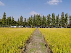 -广富林郊野公园