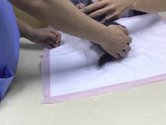 -美联众合动物医院(·中兽医·疑难杂症·严家桥分院)