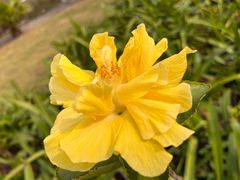 -南沙蒲洲花园