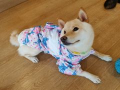 -南京Hallo宠物乐园·哈罗犬舍·柴犬繁育基地