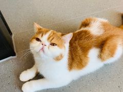 -飞行喵MR PILOT|猫舍·猫咖(静安大融城店)