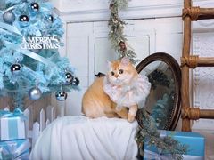 -超宠爱宠物摄影-Super pet