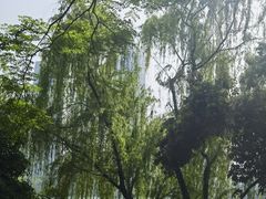 景点-橘子洲景区