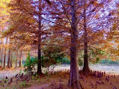 -溱湖国家湿地公园