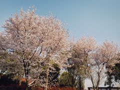 -顾村公园
